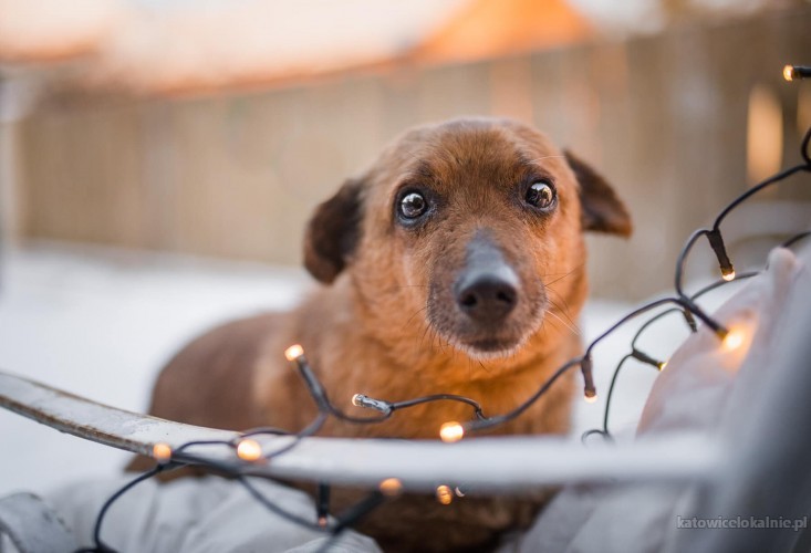 Nakolankowy Krasnal, wesoły mały wojownik do adopcji!