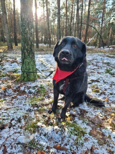 kochany-rodzinny-frodo-labrador-mix-adopcja-66633-katowice.jpg