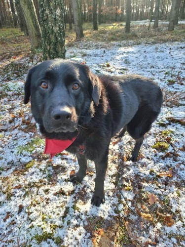 Kochany, rodzinny Frodo LABRADOR mix adopcja