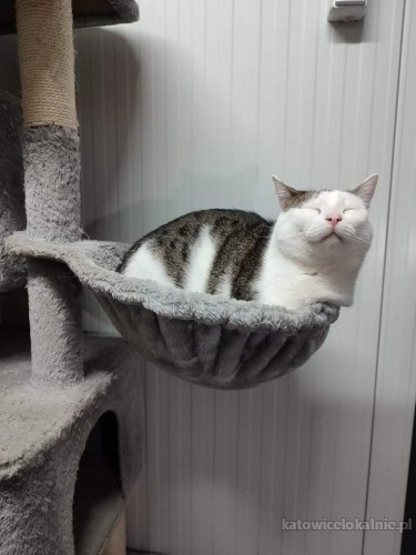 maciek-piekny-mlody-czysty-kocurek-szuka-domu-66650-katowice.jpg