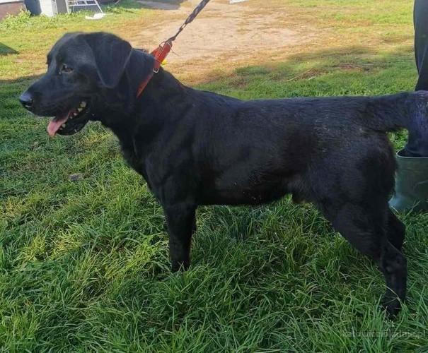 wasyl-w-typie-labradora-pilnie-szuka-domu-66683-katowice.jpg