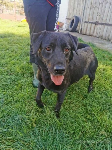 wasyl-w-typie-labradora-pilnie-szuka-domu-66683-sprzedam.jpg