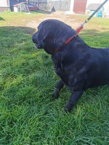 wasyl-w-typie-labradora-pilnie-szuka-domu-66683-zdjecia.jpg