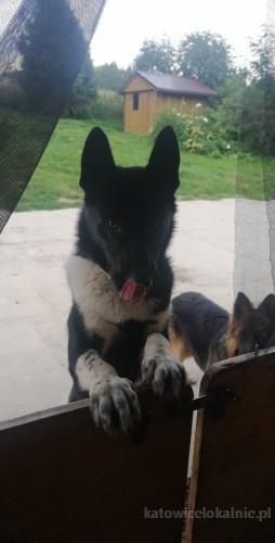 karol-piekny-mlody-pies-w-typie-karelskiego-psa-na-niedzwiedzie-66810-katowice.jpg