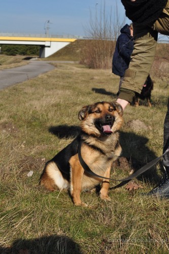 Lizak - młody, aktywny psiak. Adopcja