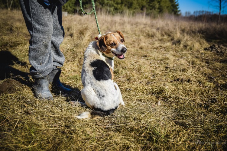 beni-mlody-pelen-radosci-beagle-mix-szuka-domu-67003-psy.jpg