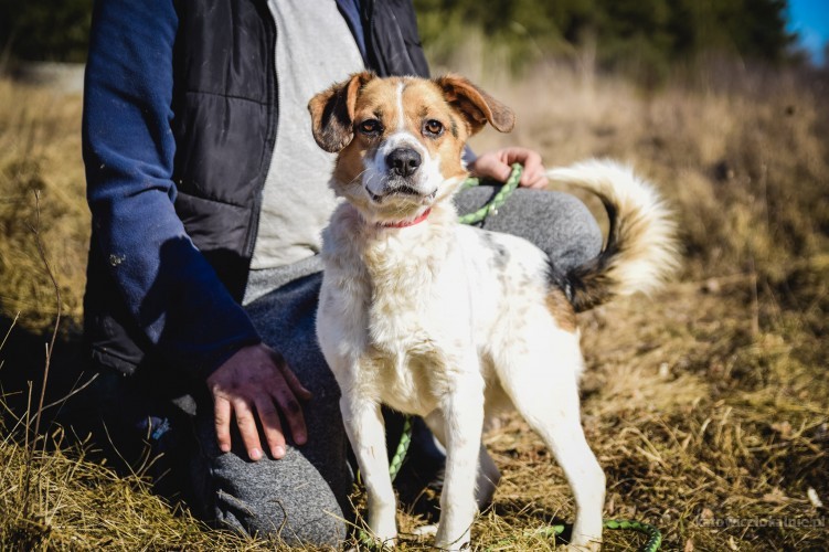 Beni - młody, pełen radości BEAGLE mix szuka domu!