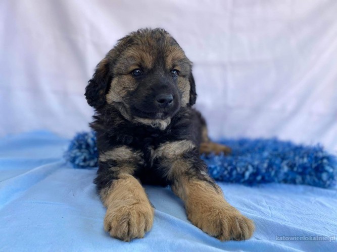 dwa-cudne-szczeniaki-szukaja-kochajacych-domow-67018-katowice.jpg