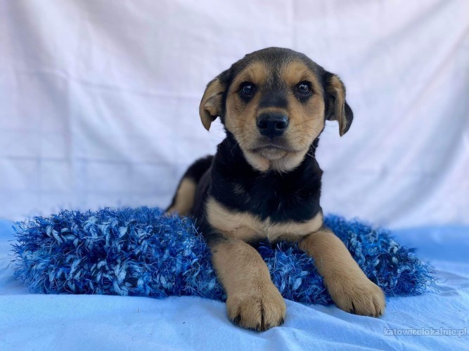 dwa-cudne-szczeniaki-szukaja-kochajacych-domow-67018-sprzedam.jpg