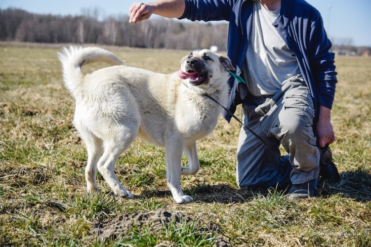 ramon-roczny-przyjazny-psi-olbrzym-do-pokochania-67149-zdjecia.jpg