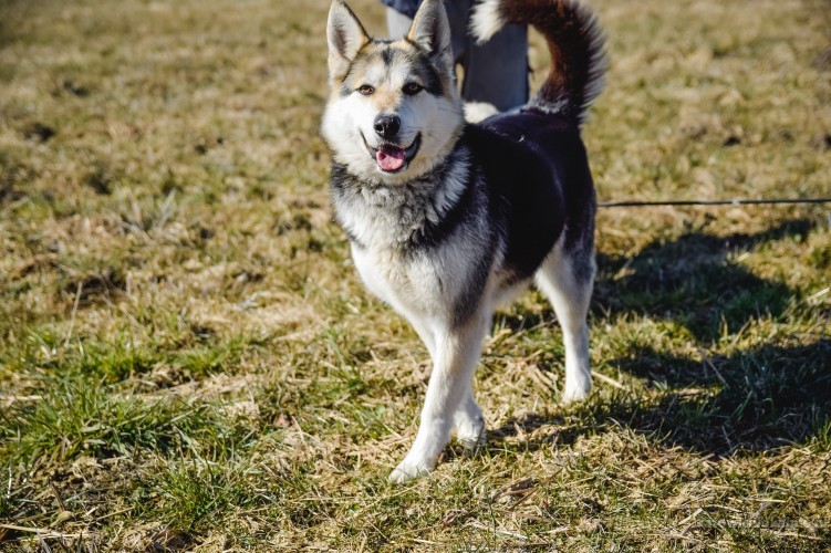 Tundra, 12 miesięczna, wesoła HUSKY mix