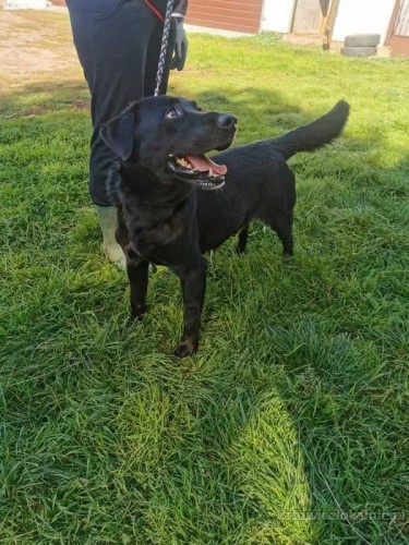 wasyl-labrador-mix-szuka-kochajacego-domu-67270-psy.jpg
