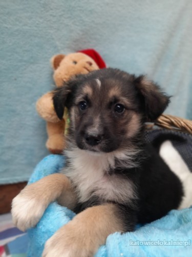 7-tygodniowe-slodkie-maluchy-do-pokochania-67291-sprzedam.jpg