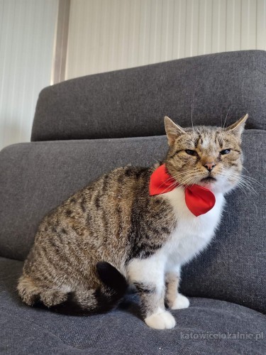 alona-mloda-grzeczna-koteczka-do-pokochania-67300-koty.jpg