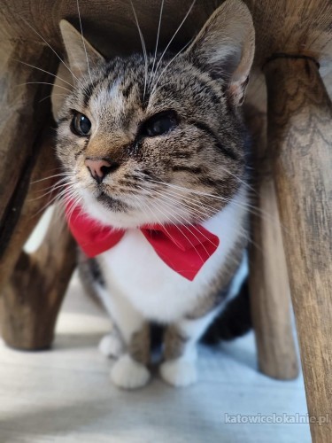 alona-mloda-grzeczna-koteczka-do-pokochania-67300-sprzedam.jpg