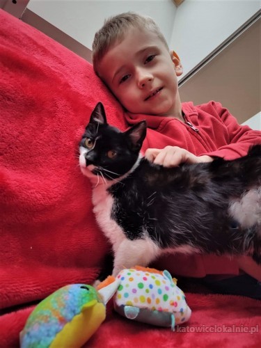 alosza-5-miesieczna-kotka-szuka-kochajacego-domu-67338-katowice.jpg
