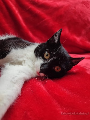 alosza-5-miesieczna-kotka-szuka-kochajacego-domu-67338-sprzedam.jpg