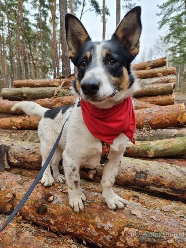 Wesoły Oreo, wpatrzony w człowieka, cudny TRICOLOR!