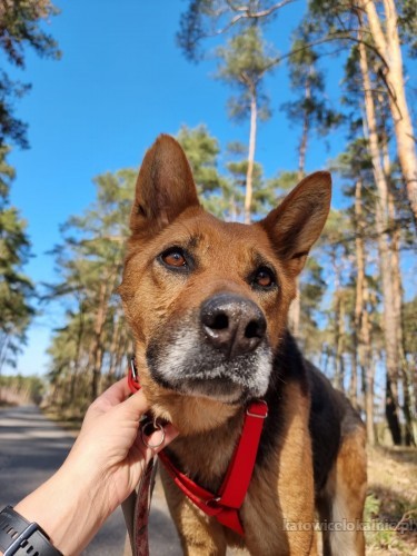 Młoda, grzeczna i ułożona Pistacja - pokochaj ją!