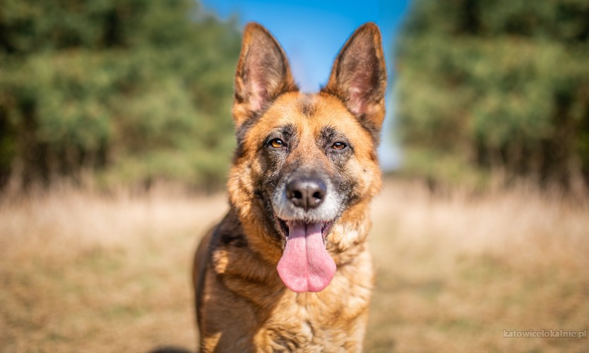 Piękna, spokojna suka OWCZARKA do adopcji!