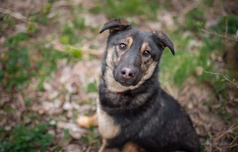 kajtus-mlody-wesoly-psiak-z-laciatym-noskiem-67533-katowice-na-sprzedaz.jpg