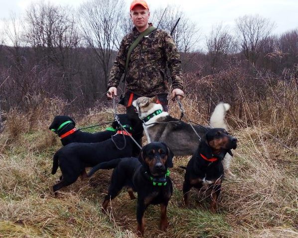 Reproduktory rasy GOŃCZY POLSKI użytkowe zapraszają suczki na randkę