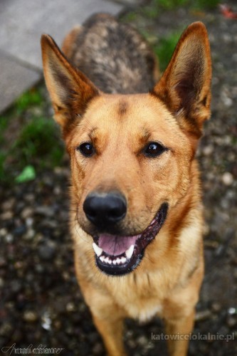 dakota-madra-przyjazna-suczka-owczarka-szuka-domu-67825-katowice-foto.jpg