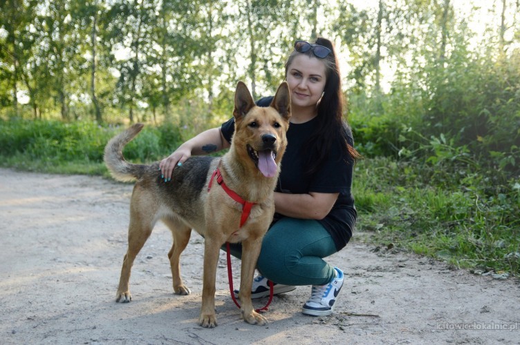 dakota-madra-przyjazna-suczka-owczarka-szuka-domu-67825-katowice.jpg
