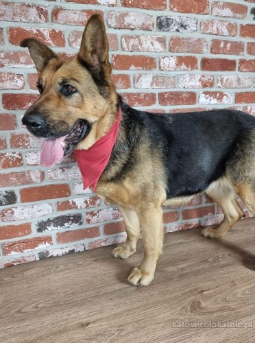 delicja-rodzinna-suka-owczarka-niemieckiego-adopcja-68338-katowice.jpg