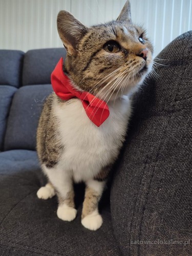 alona-cudowna-domowa-koteczka-szuka-domu-68365-katowice.jpg