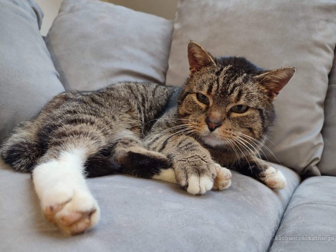 wasyl-rodzinny-kot-przyjazny-grzeczny-do-pokochania-68366-katowice.jpg