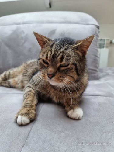 wasyl-rodzinny-kot-przyjazny-grzeczny-do-pokochania-68366-koty.jpg