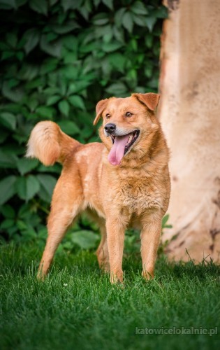 rudzio-mlody-wesoly-psiak-szuka-domu-z-podworkiem-68434-katowice-foto.jpg