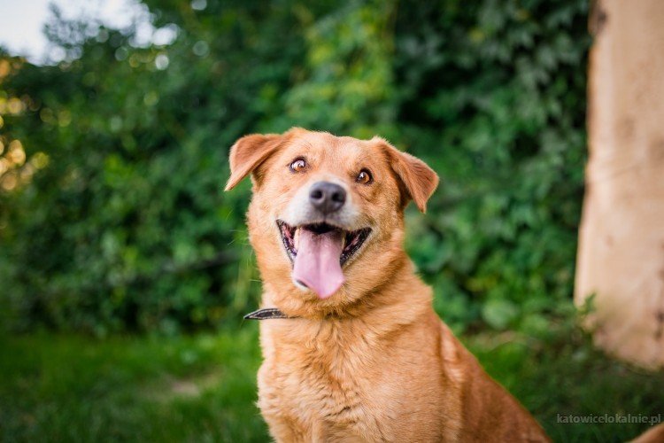 rudzio-mlody-wesoly-psiak-szuka-domu-z-podworkiem-68434-katowice.jpg