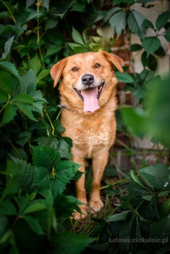 rudzio-mlody-wesoly-psiak-szuka-domu-z-podworkiem-68434-psy.jpg