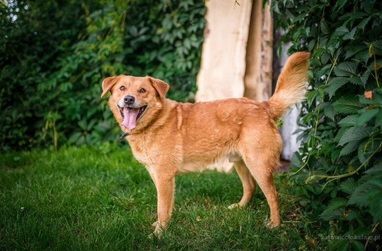 rudzio-mlody-wesoly-psiak-szuka-domu-z-podworkiem-68434-sprzedam.jpg