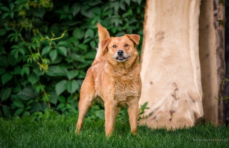 rudzio-mlody-wesoly-psiak-szuka-domu-z-podworkiem-68434-zdjecia.jpg