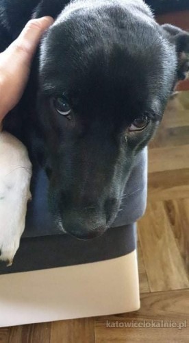 odyn-domowy-niekonfliktowy-karelczyk-mix-szuka-kochajacego-domu-68473-katowice.jpg