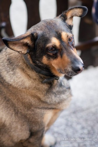 koto-i-psolubny-wychowany-i-domowy-fart-do-pokochania-68474-katowice-foto.jpg