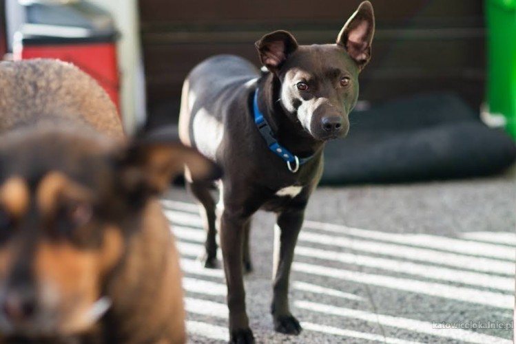 toto-niesmialy-psiak-szuka-odpowiedzialnego-domu-68476-katowice.jpg