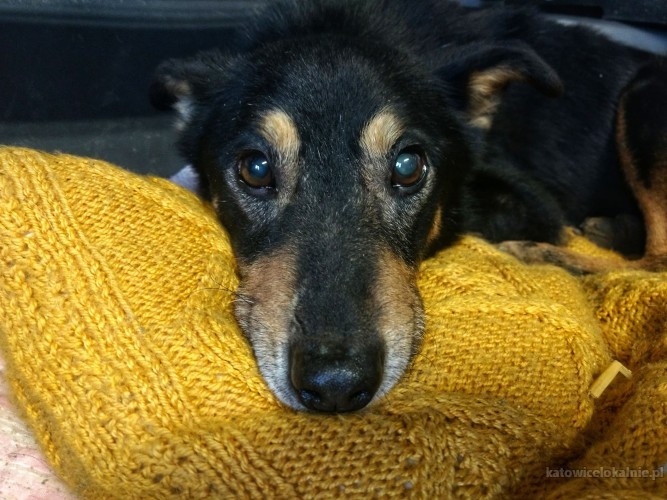 gonzales-drobny-zapatrzony-w-czlowieka-psiak-68503-katowice-foto.jpg