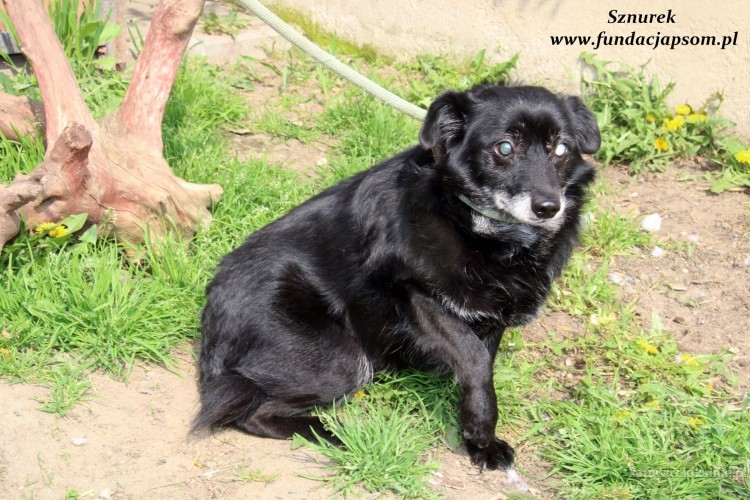 sznurek-poczciwy-kochany-psi-senior-szuka-domu-na-jesien-zycia-68504-katowice-foto.jpg