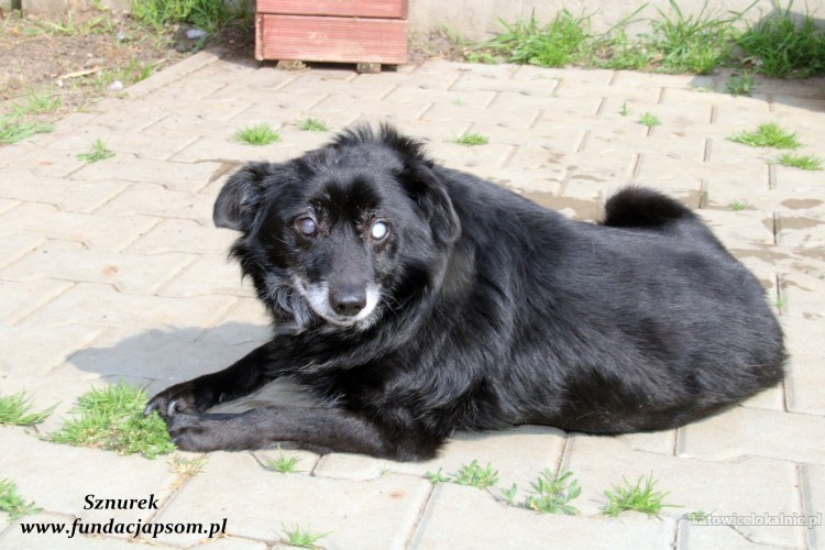 sznurek-poczciwy-kochany-psi-senior-szuka-domu-na-jesien-zycia-68504-katowice.jpg