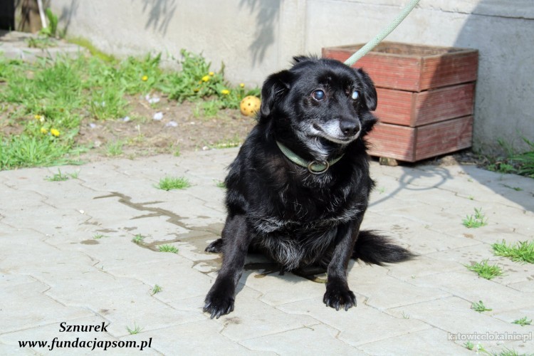 sznurek-poczciwy-kochany-psi-senior-szuka-domu-na-jesien-zycia-68504-psy.jpg