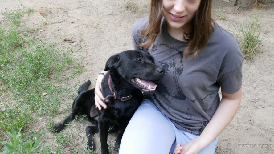 aria-roczna-lagodna-sunia-labrador-mix-szuka-aktywnego-domu-68507-katowice.jpg