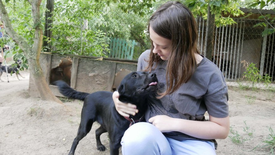 aria-roczna-lagodna-sunia-labrador-mix-szuka-aktywnego-domu-68507-psy.jpg