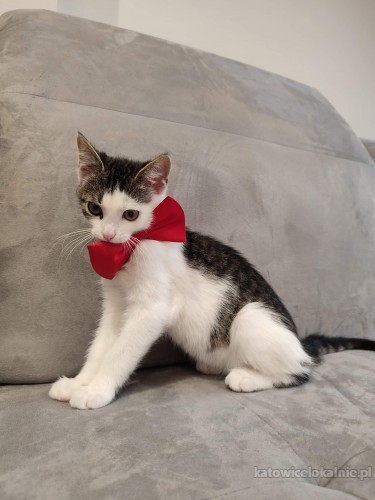 franio-towarzyski-przyjazny-do-innych-zwierzakow-kocurek-69237-katowice.jpg
