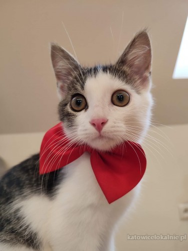franio-towarzyski-przyjazny-do-innych-zwierzakow-kocurek-69237-koty.jpg