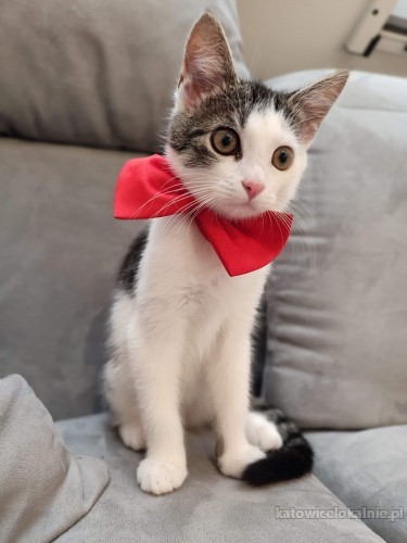 franio-towarzyski-przyjazny-do-innych-zwierzakow-kocurek-69237-sprzedam.jpg