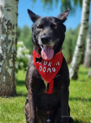 jurko-swietny-psiak-kotolubny-przyjazny-pokochaj-go-69247-sprzedam.jpg